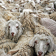 Flock of Angora goats (Capra hircus) for production of mohair wool in Lesotho, Africa