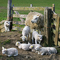 Domestic Texel sheep (Ovis aries) ewe with lambs in corral, The Netherlands