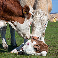 Curious cows (Bos taurus) sniffing at newborn calf in field, Germany