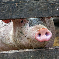 Two curious domestic pigs (Sus scrofa domesticus) looking through planks of wooden fence, Germany