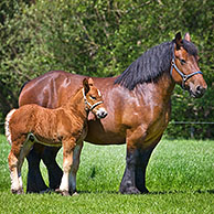 Foal and mare Belgian draft horse / Belgian Heavy Horse / Brabançon / Brabant, draft horse breed from the Brabant region in Belgium