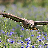 Common buzzard (Buteo buteo) flying over meadow with wildflowers in England, UK