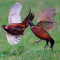 Common Pheasant (Phasianus colchicus) cocks fighting in field, Germany