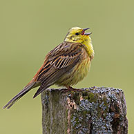 Yellowhammer (Emberiza citrinella) male calling from fence post in field