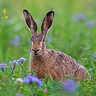 European brown hare (Lepus europaeus) sitting in meadow / grassland among wildflowers in summer
