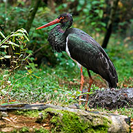 Black stork in forest (Ciconia nigra) Bavarian Forest, Germany 