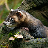 Polecat (Mustela putorius) on tree trunk in forest, Germany