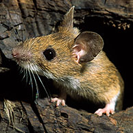 European wood mouse / Common field mouse (Apodemus sylvaticus) foraging in tree trunk in forest, Belgium