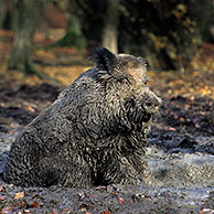 Wild boar (Sus scrofa) covered in mud taking a mudbath in quagmire, Belgian Ardennes, Belgium
