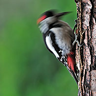 Great Spotted Woodpecker / Greater Spotted Woodpecker (Dendrocopos major) male drumming on tree trunk in forest, Belgium