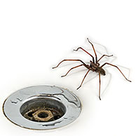 European common house spider (Tegenaria atrica) in washbasin / sink next to plug-hole in bathroom, Belgium