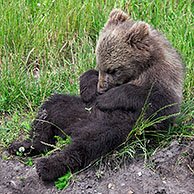 European brown bear (Ursus arctos) cub cleaning fur, Sweden