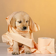 Golden retriever (Canis lupus familiaris) pup playing with toilet paper