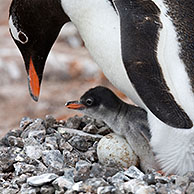 Gentoo Penguin (Pygoscelis papua) with chick and egg in nest in rookery at Port Lockroy, Antarctica