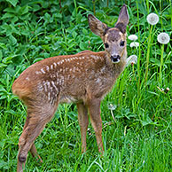 Roe deer (Capreolus capreolus) fawn among vegetation in forest's edge, Germany