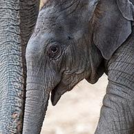 Close up of cute three week old calf in herd of Asian elephants / Asiatic elephant (Elephas maximus)