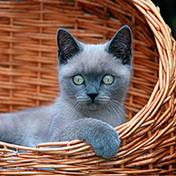 British shorthair kitten (Felis catus) in basket