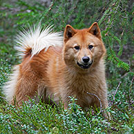 Nordic Spitz (Canis lupus familiaris), used in bird hunting, native of Sweden