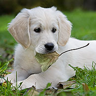 White Golden retriever (Canis lupus familiaris) pup playing with leaf in garden