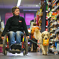 Disabled person in weelchair shopping with Labrador mobility assistance dog in supermarket, Belgium