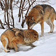 Frightened subordinate European / Grey wolf (Canis lupus) in the snow in winter showing submissive behaviour towards dominant wolf by flattening the ears and keeping tail tucked between the legs, Bavarian Forest National Park, Germany