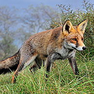 Red fox (Vulpes vulpes) standing in grassland at forest edge, the Netherlands