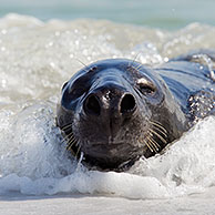 Grey seal / gray seal  (Halichoerus grypus) lying on beach and yawning

