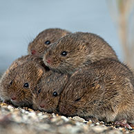Common voles (Microtus arvalis / Microtus arvensis) huddling together on dyke and seeking refuge at spring tide near the Wadden Sea, the Netherlands