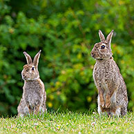 Alert European rabbits / common rabbit (Oryctolagus cuniculus) sitting up and looking for danger in field