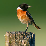European Stonechat (Saxicola rubicola) male perched on fence post
