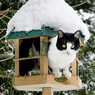 House cat (Felis catus) inside bird feeder in garden in the snow in winter