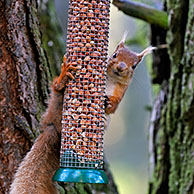 Red squirrel (Sciurus vulgaris) in forest eating peanuts from bird feeder, Scotland, UK 
