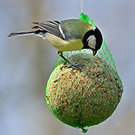 Great tit (Parus major) feeding from fat ball feeder in garden, Belgium