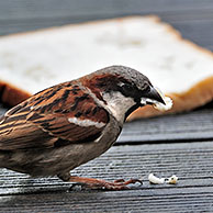 Male Common / House sparrow (Passer domesticus) eating discarded slice of bread, Belgium 