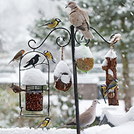 Songbirds feeding on nuts and fat from bird feeder during snow shower in winter