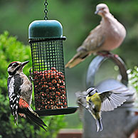 Eurasian collared dove (Streptopelia decaocto), blue tit (Cyanistes caeruleus / Parus caeruleus), great tit (Parus major) and great spotted woodpecker (Dendrocopos major) juvenile eating peanuts from bird feeder on balcony, Belgium