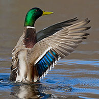 Mallard / Wild Duck (Anas platyrhynchos) flapping its wings on lake, Germany