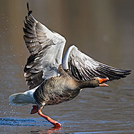 Greylag goose / graylag goose (Anser anser) calling while taking off from lake, Germany