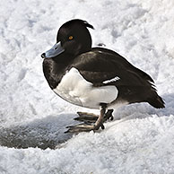 Tufted Duck (Aythya fuligula) male resting on ice of frozen shore of pond in winter, Germany