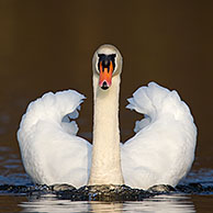 Mute swan (Cygnus olor) male swimming on lake and showing dominant aggressive posture, Germany