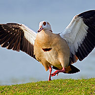 Egyptian Goose (Alopochen aegyptiacus), invasive exotic species landing on lake shore