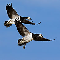 Flock of Barnacle Geese (Branta leucopsis) in flight