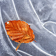 Autumn leaf of European Beech (Fagus sylvatica) on ice of frozen pond in winter