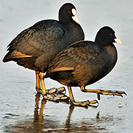 Eurasian Coot (Fulica atra) preening its feathers on frozen lake, the Netherlands