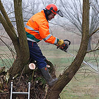 Volunteers pruning willow trees during maintenance works in nature reserve, Belgium