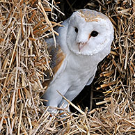 Barn owl (Tyto alba) in haystack / straw bale in barn, England, UK
