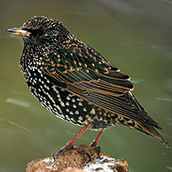 Common starling (Sturnus vulgaris) in the snow