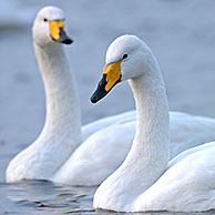 Whooper swans (Cygnus cygnus) swimming in lake