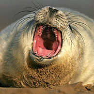 Juvenile Grey seal (Halichoerus grypus) on beach, UK