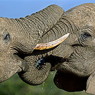 Two African elephants (Loxodonta africana) playfighting with their trunks, Addo Elephant National Park, South Africa